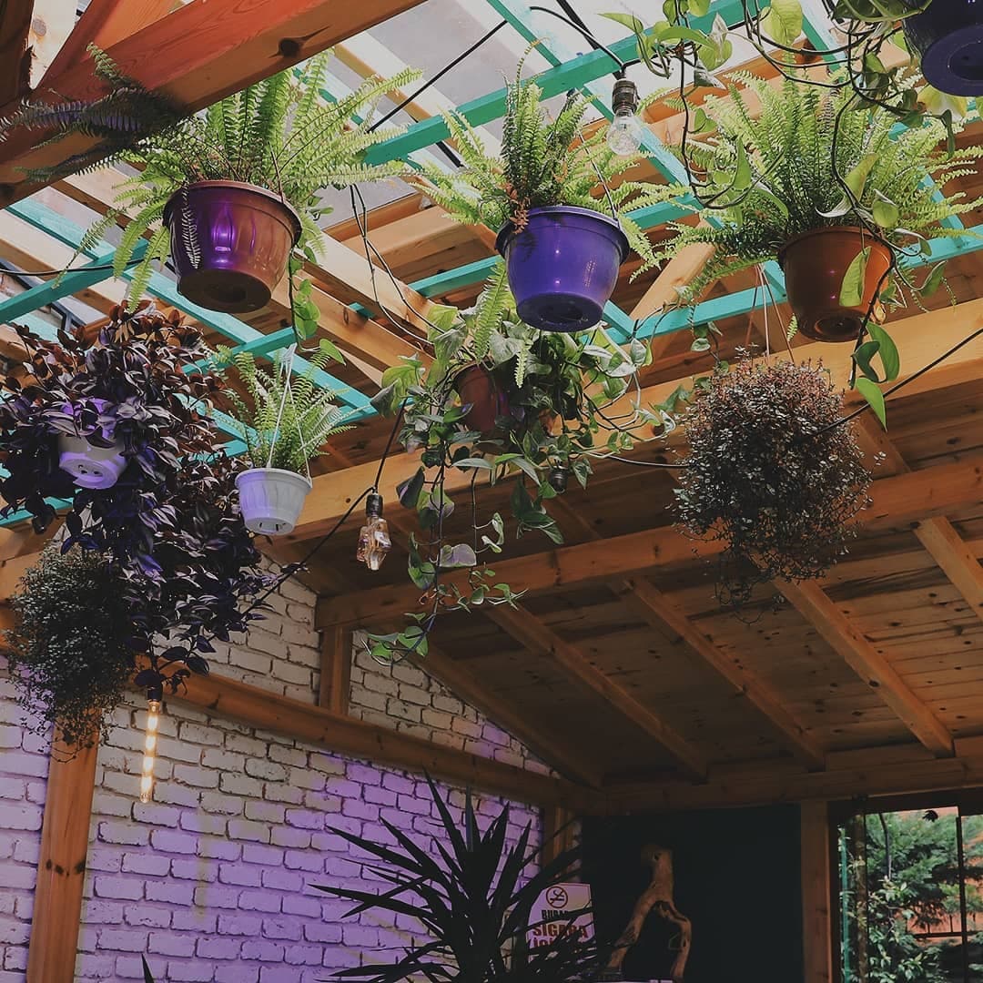 Botanik sera tavan, asılı saksılar ve tropikal bitkiler